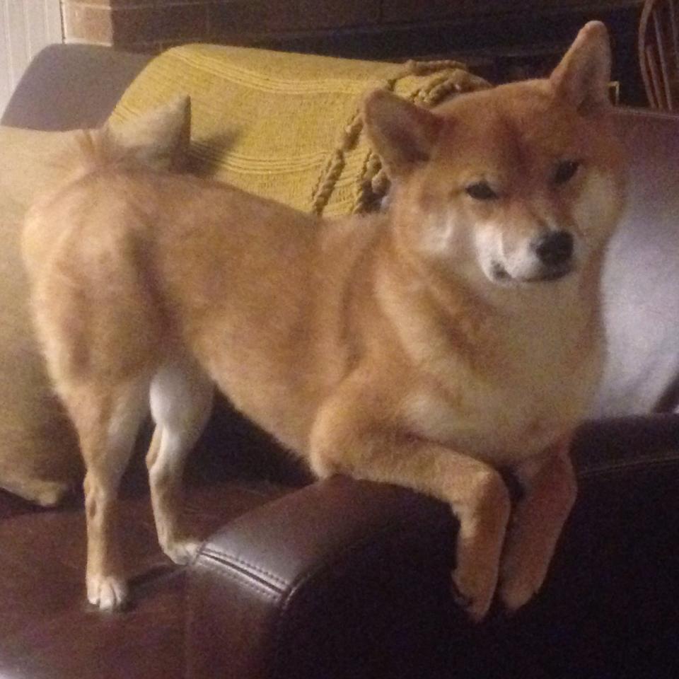 中国三人篮球男队提升阵地防守韧性，中国队三人篮球队员