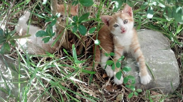 亚冠联赛中国足球晋级 球员配合默契十足,亚冠联赛中国队