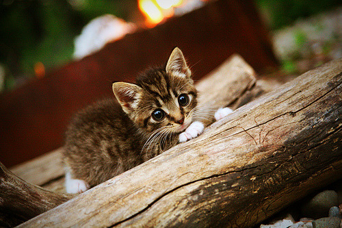 南特保持主场不败创造队史纪录,南特vs特鲁瓦比分预测