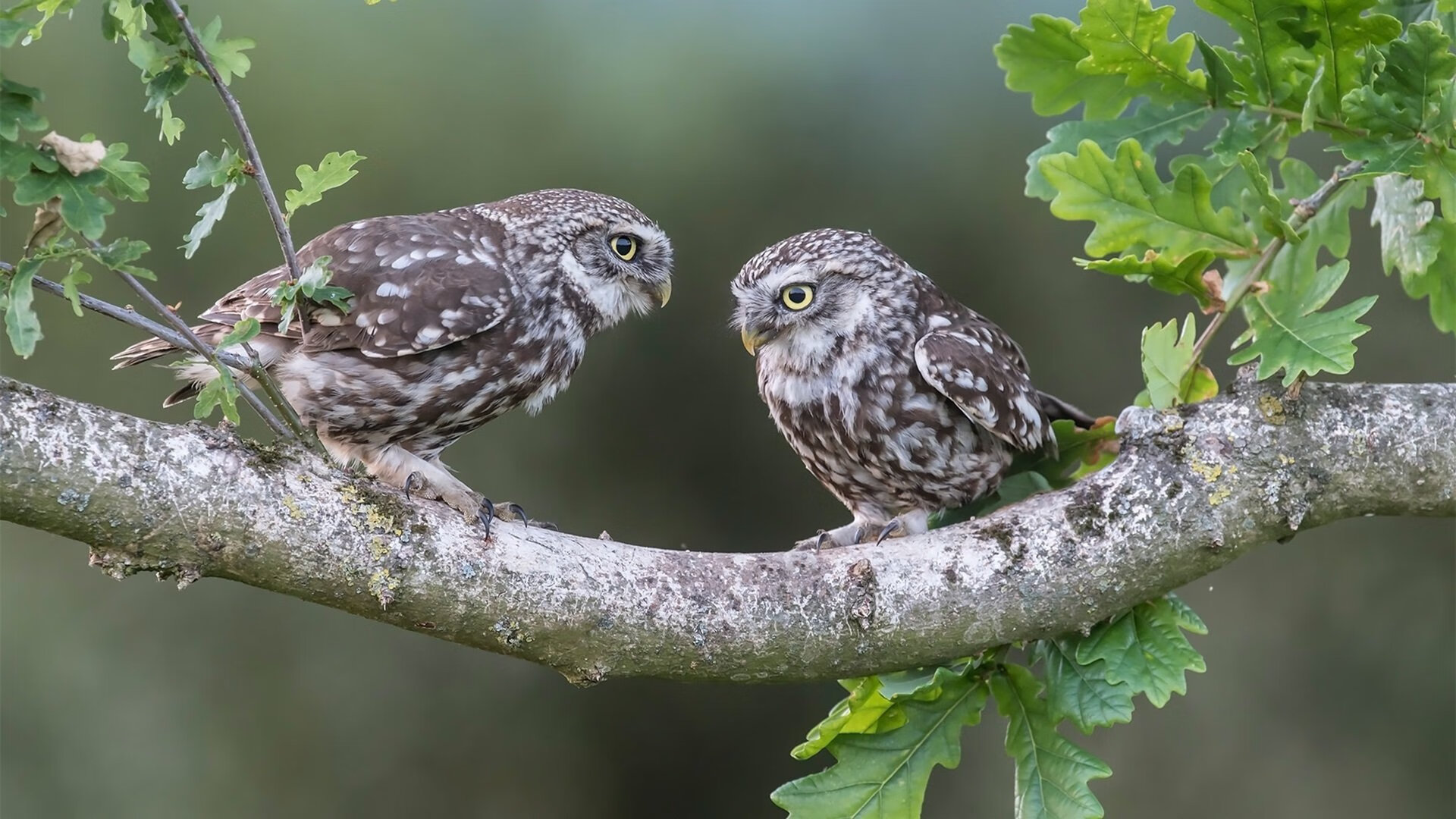 南特保持主场不败创造队史纪录,南特vs特鲁瓦比分预测
