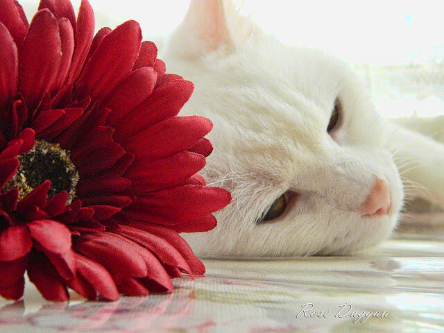 基层足球发展动力不足，足球不足的地方