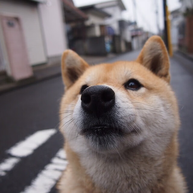 开yun官网-法甲俱乐部的青训成果展现，法甲队员