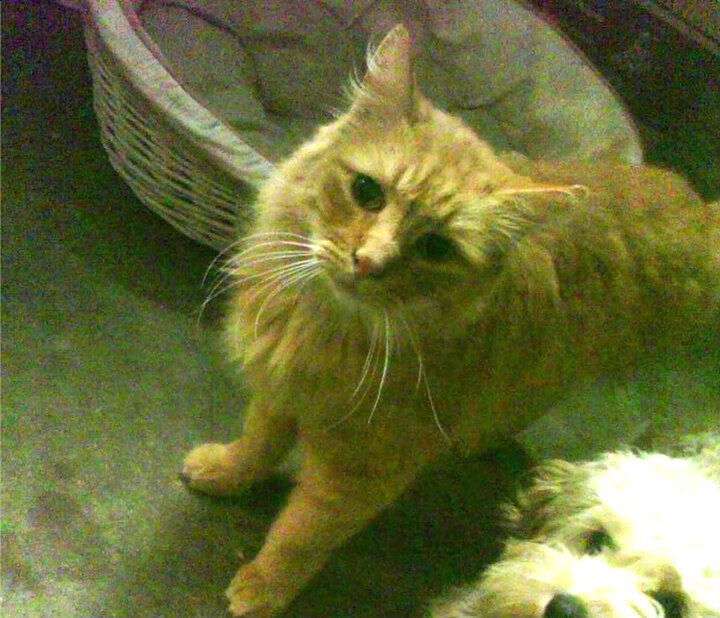 波波维奇100米自由泳决赛精彩纷呈,波波夫自由泳比赛视频