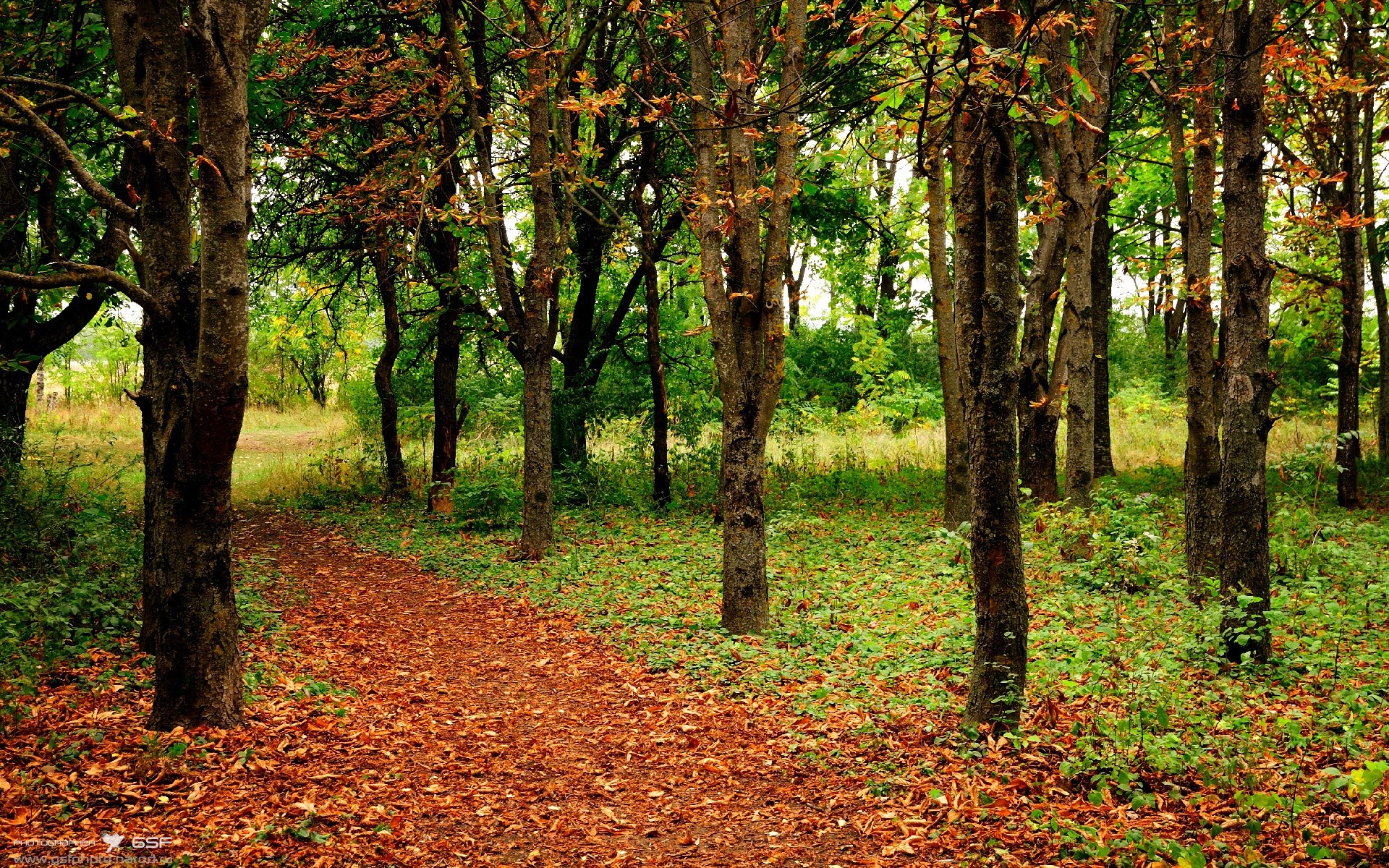 猛龙新赛季目标设定在东部前四，猛龙新赛季主场